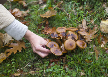 Роспотребнадзор предупредил новосибирцев о токсичных грибах