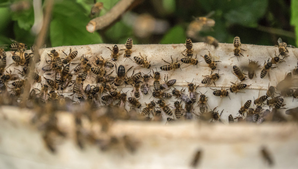 Сотрудник СО РАН погиб после укусов шершней в Новосибирске