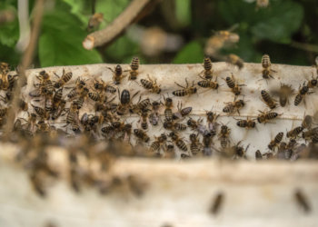 Сотрудник СО РАН погиб после укусов шершней в Новосибирске