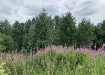 Семь новосибирцев потерялись в лесах за неделю — один человек погиб