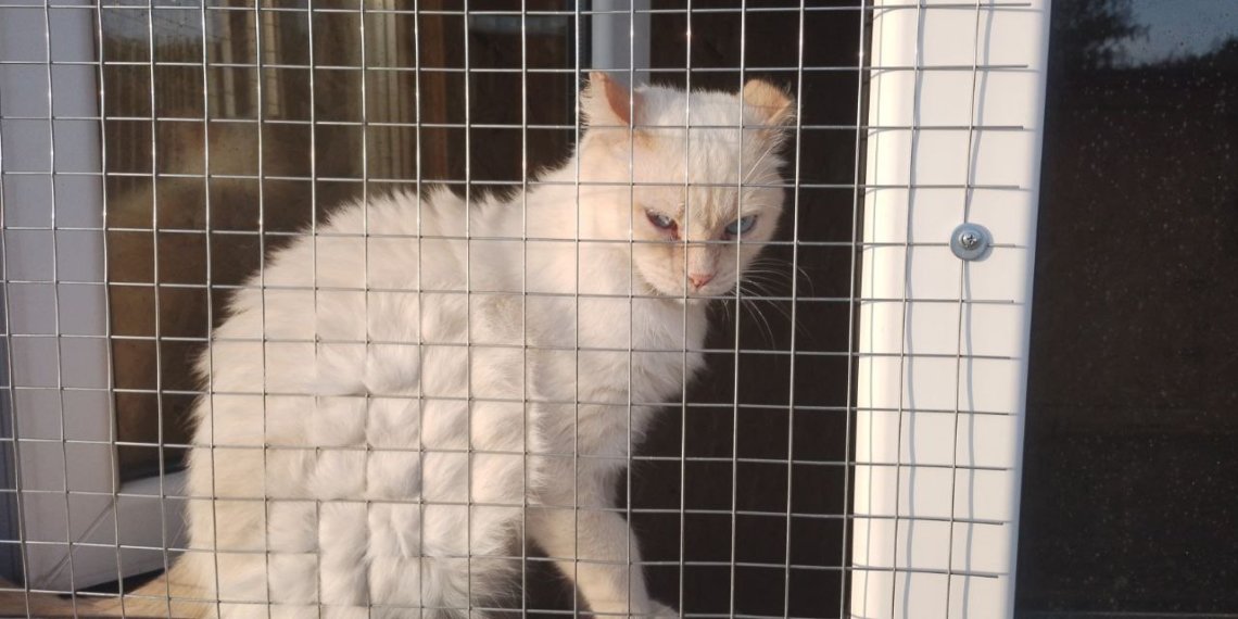 Собаки не гуляли по три года, кошки умирали, а корм перепродали: что оставили животным экс-учредители приюта под Новосибирском