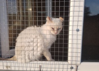 Собаки не гуляли по три года, кошки умирали, а корм перепродали: что оставили животным экс-учредители приюта под Новосибирском