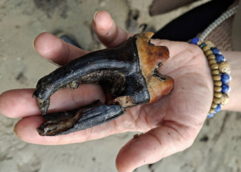 Зуб вымершего шерстистого носорога нашли на берегу Оби