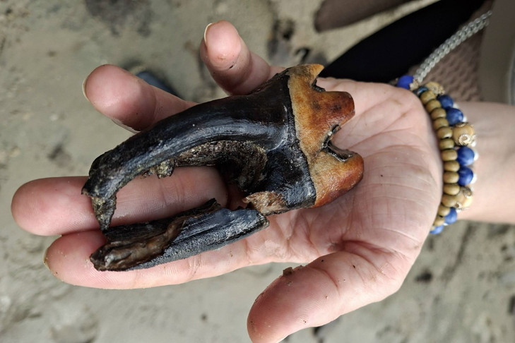 Зуб вымершего шерстистого носорога нашли на берегу Оби