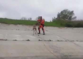 Плавающую косулю вытащили на берег новосибирские спасатели