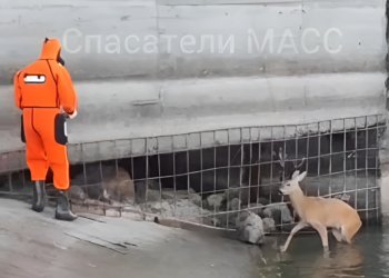 Новосибирские спасатели вытащили из реки косулю