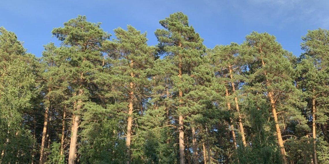 Восемь грибников потерялись в лесах Кузбасса