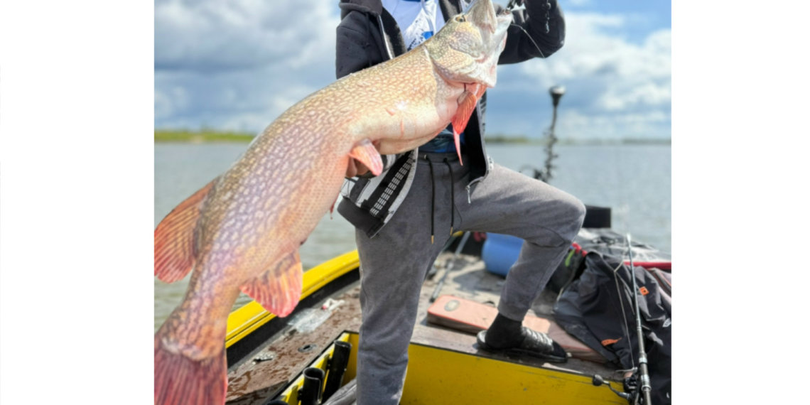 Трофейную щуку весом 14 килограммов поймали новосибирцы