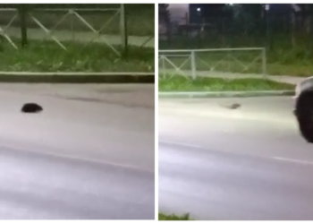Водитель под Новосибирском вежливо пропустил ёжика: видео