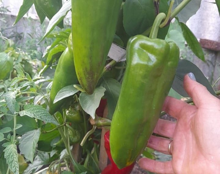 Сибирячка получила рекордный урожай гигантских перцев