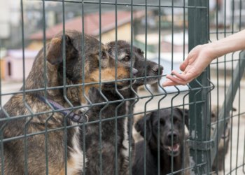 Новый приют для бездомных животных откроют в Новосибирске