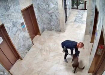 «Нашли равных»: «дрессировкой» собак с применением силы занималась пара из Новосибирска