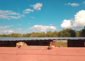 Подрядчика для отлова бродячих животных ищут в Новосибирске