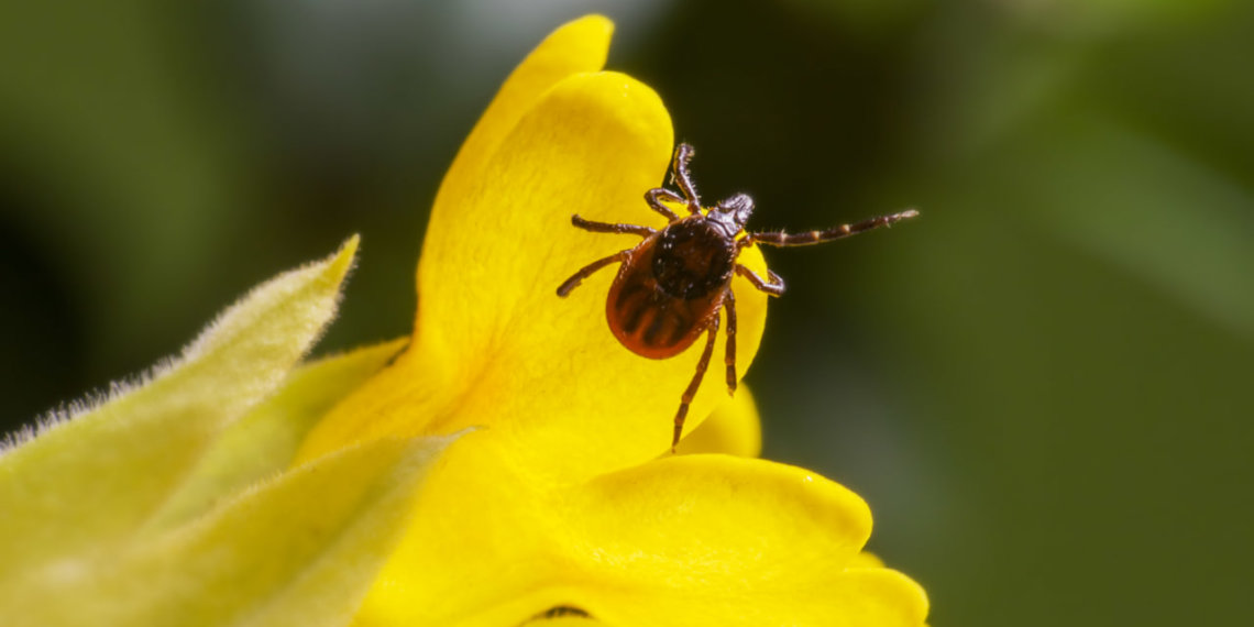 Почти 13 тысяч новосибирцев пострадали от укуса клещей с начала 2025 года