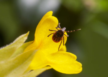 Почти 13 тысяч новосибирцев пострадали от укуса клещей с начала 2025 года