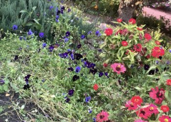 Что посадить в августе на сибирских грядках