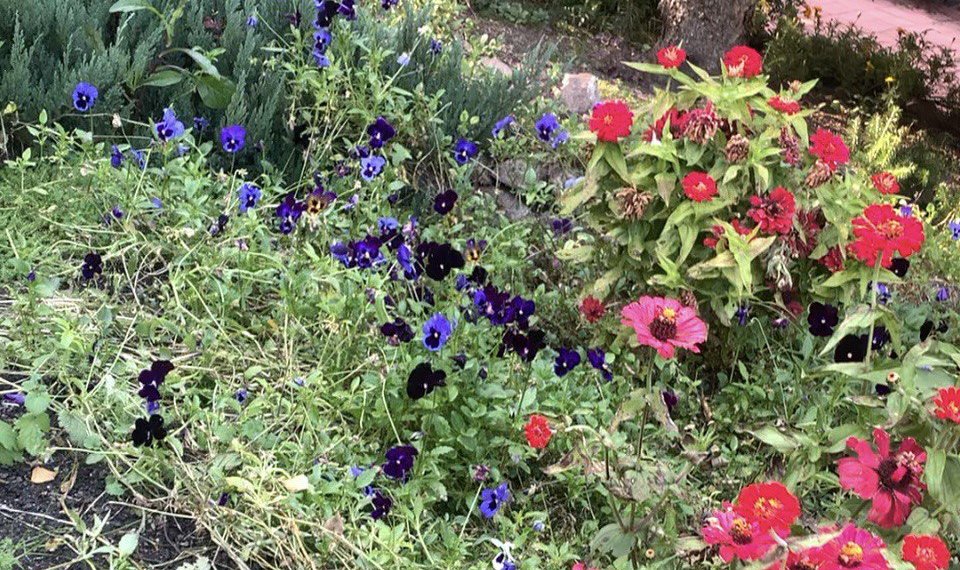 Что посадить в августе на сибирских грядках