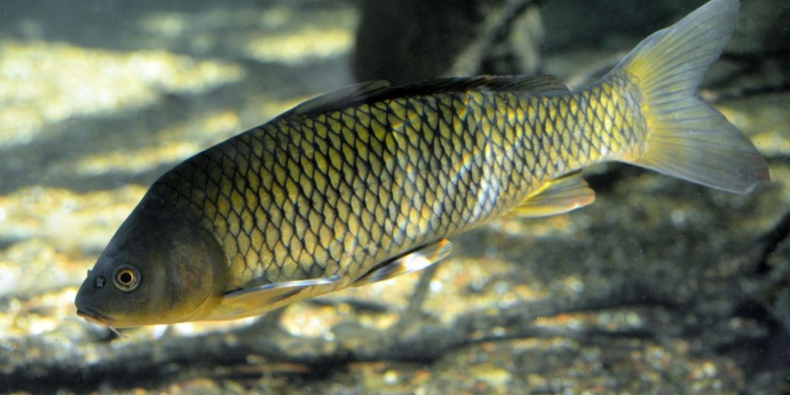 Впервые за 33 года в Новосибирское водохранилище выпустят молодь сазана