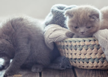 Влажный корм для котят: виды и преимущества