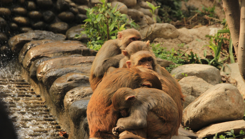Новосибирский зоопарк откроет бесплатный вход для пенсионеров 6 октября