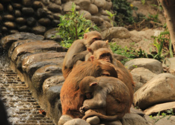 Новосибирский зоопарк откроет бесплатный вход для пенсионеров 6 октября