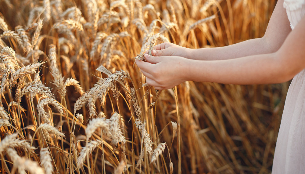 Около 2,8 млн тонн зерна может собрать Новосибирская область