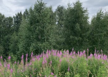 В Новосибирской области 154 человека пропали без вести в августе