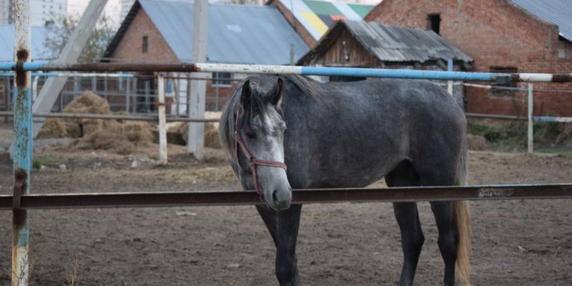 Новый конный манеж откроется в сентябре на левобережье Новосибирска