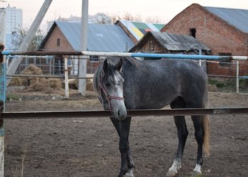 Новый конный манеж откроется в сентябре на левобережье Новосибирска