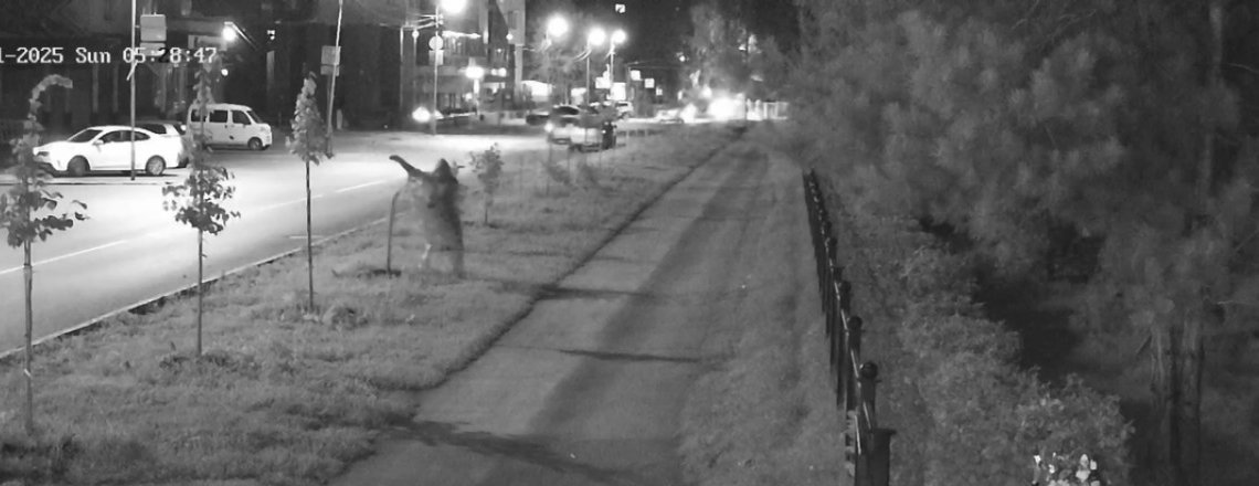 Вандал сломал аллею лип возле Центрального парка и попал на камеры в Новосибирске