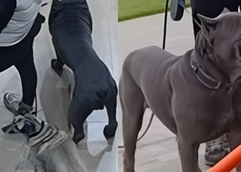 Агрессивные собаки прокусили руку жительнице Новосибирска