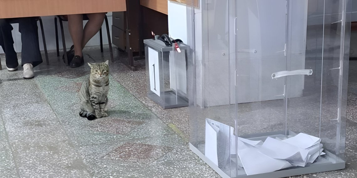 Пушистый кот Мурзик встретил новосибирцев на избирательном участке