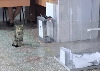 Пушистый кот Мурзик встретил новосибирцев на избирательном участке