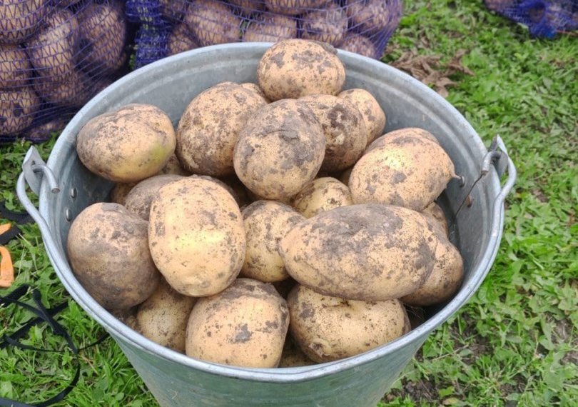 О проблемах с урожаем картофеля предупредили дачников