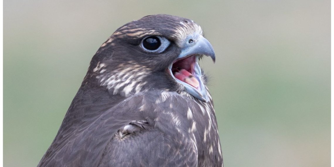 Успехи Сайлюгемского нацпарка представлены на Восточном экономическом форуме