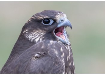 Успехи Сайлюгемского нацпарка представлены на Восточном экономическом форуме