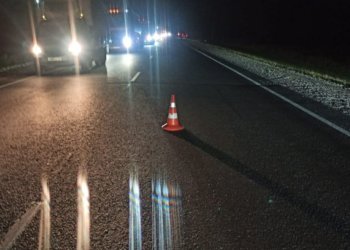 Семейная пара погибла после столкновения с лосем на дороге в Новосибирской области