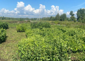 Сухая и теплая погода придет в Новосибирск на грядущей неделе