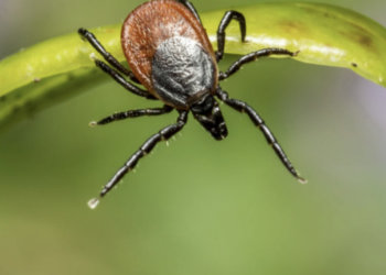 Клещи укусили 144 новосибирца за неделю