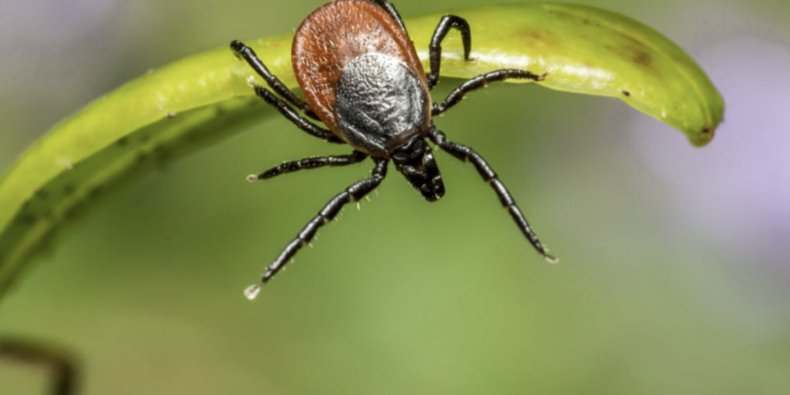 13 611 новосибирца покусали клещи с начала сезона