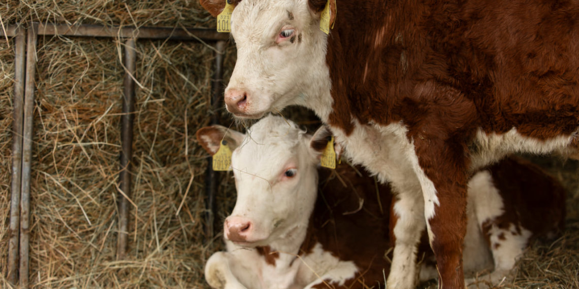 Очаги бешенства обнаружены в трёх населённых пунктах Новосибирской области