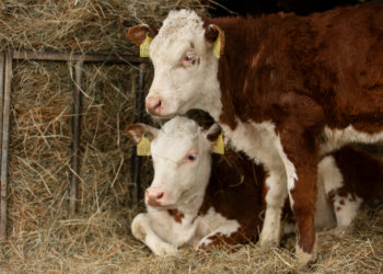 Очаги бешенства обнаружены в трёх населённых пунктах Новосибирской области