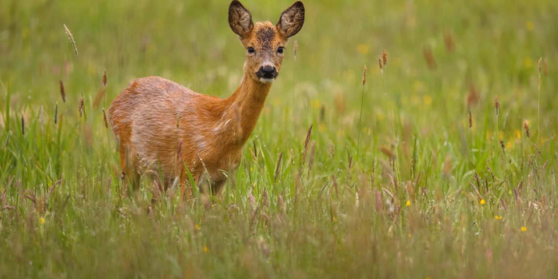 Новосибирец попал под суд за убитую косулю