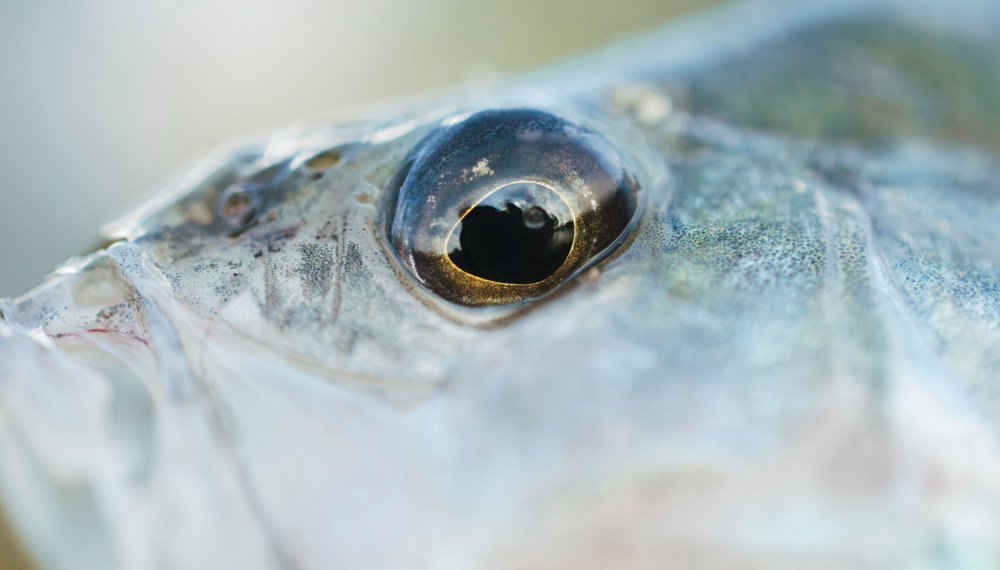 Новосибирские ученые создают «аптечку» для рыб