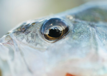 Новосибирские ученые создают «аптечку» для рыб