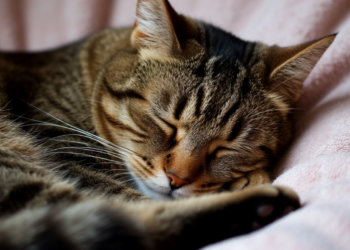 Память преподобной Параскевы Сербской: традиции и поверья 27 октября