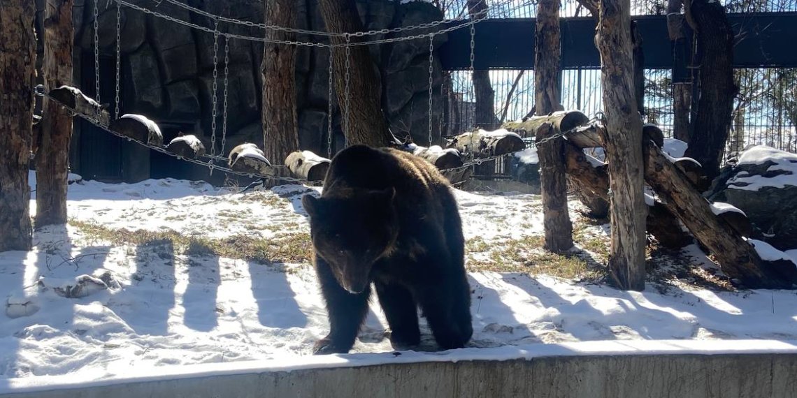 Более 25 тонн овощей и фруктов принесли сибиряки животным Новосибирского зоопарка