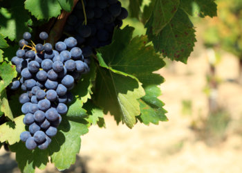 В Новосибирске обнаружили 142 тонны опасного винограда из Узбекистана