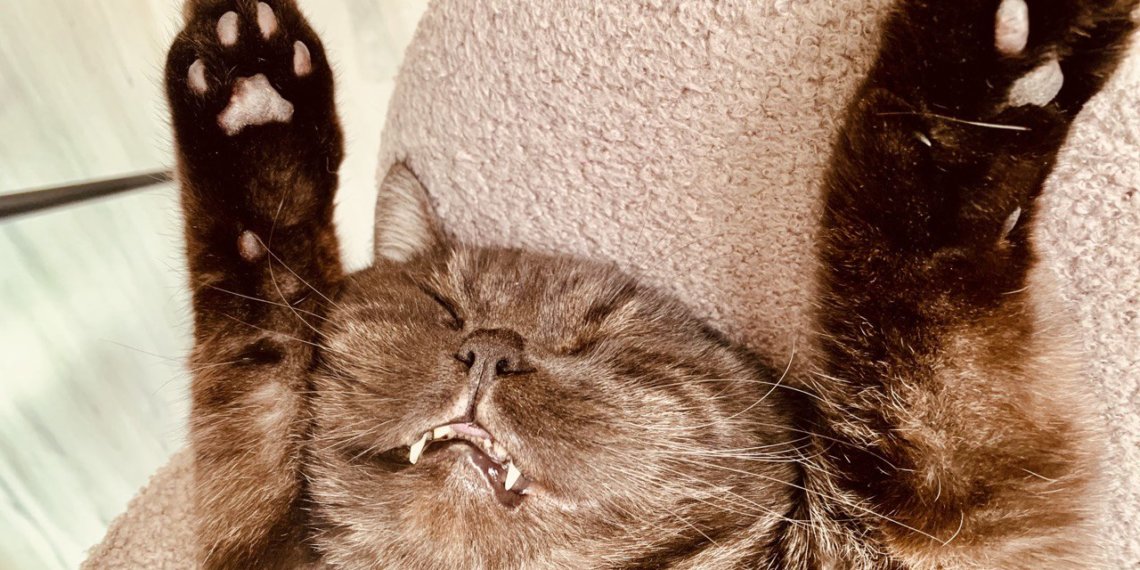 В Госдуме предложили ограничить число домашних животных в квартирах