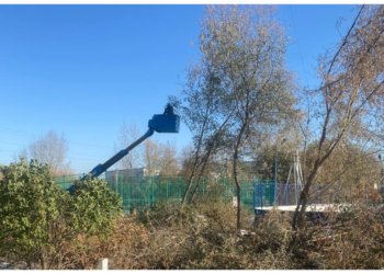 Аварийные деревья рядом со школой ликвидировали в Новосибирске